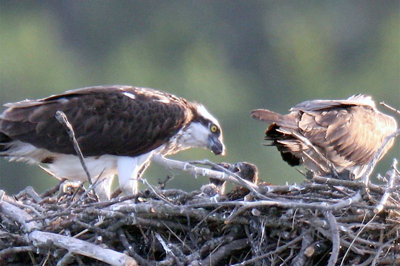 20160610Osprey21