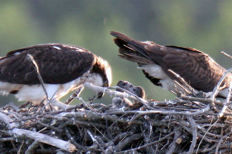 20160610Osprey22