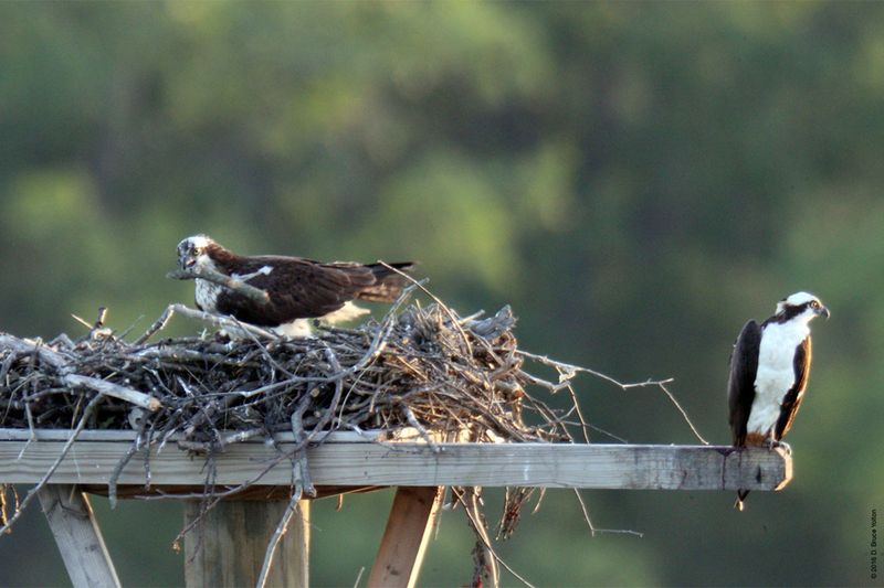 20160610Osprey23