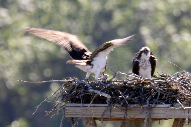 20160610Osprey24