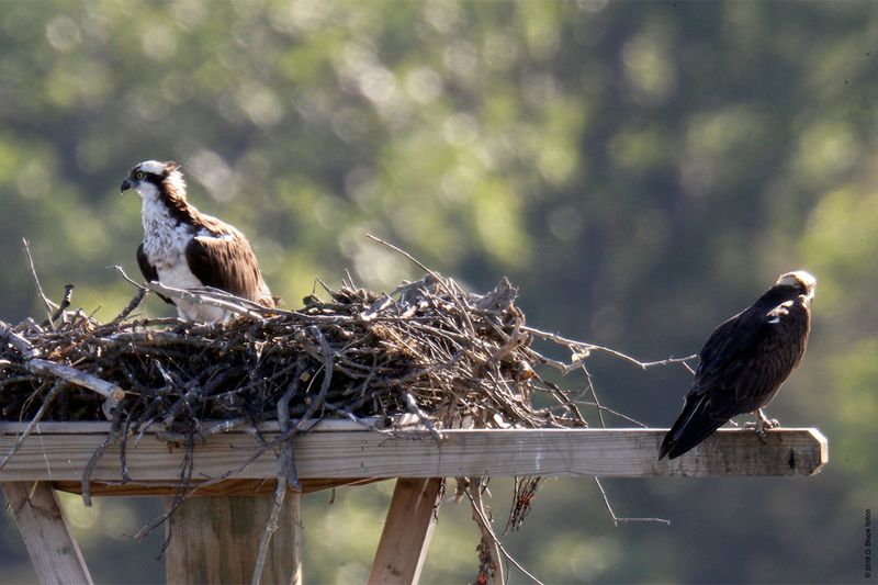 20160610Osprey25