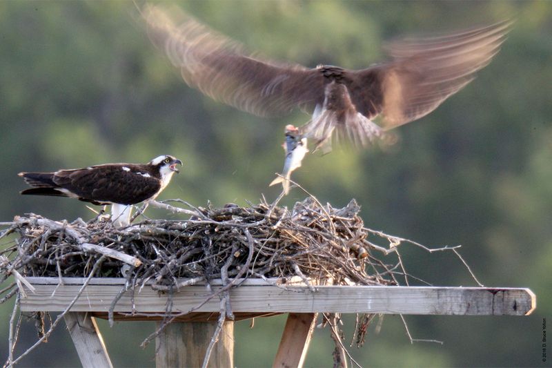 20160610Osprey26