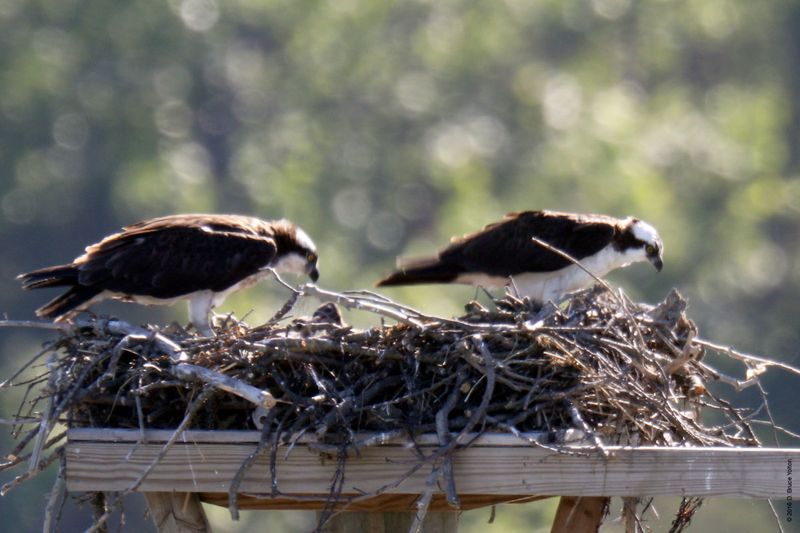 20160610Osprey27