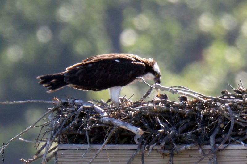 20160610Osprey28