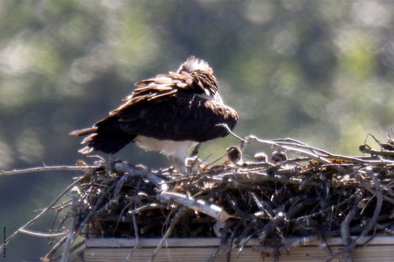 20160610Osprey29