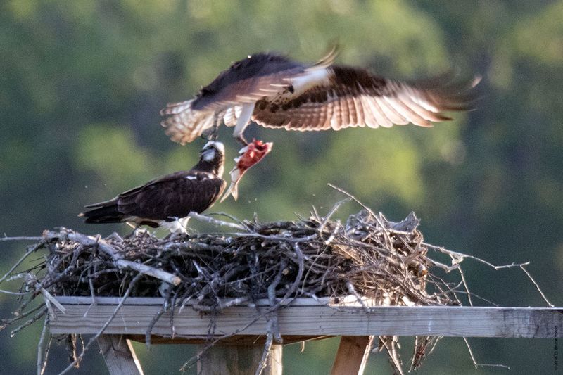 20160610Osprey30