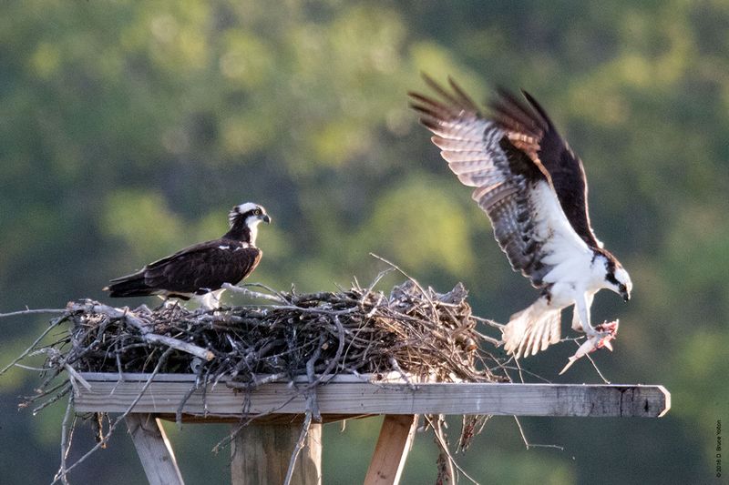 20160610Osprey31