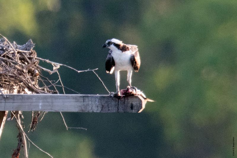 20160610Osprey33