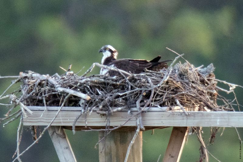 20160610Osprey34