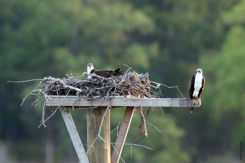 20160610Osprey35