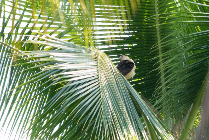 Panama and Costa Rica-41