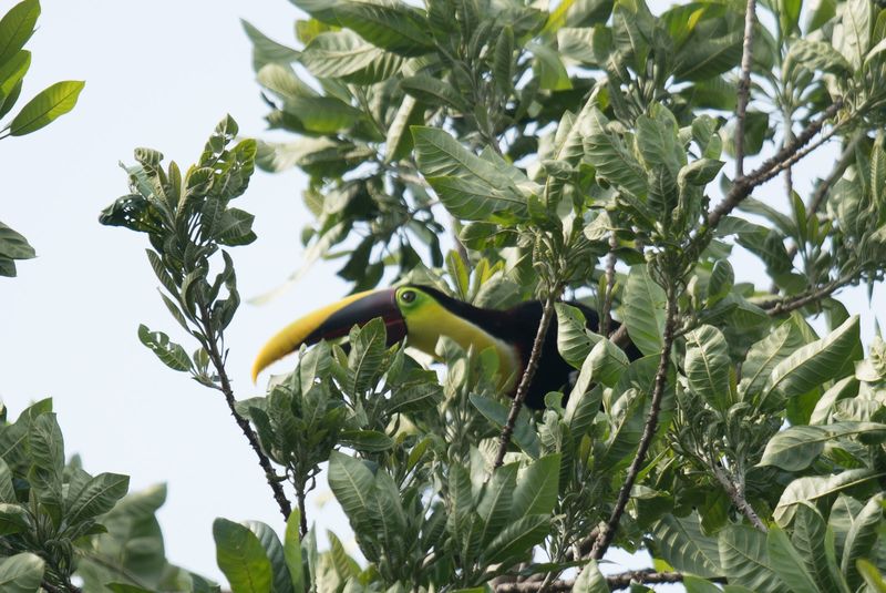 Panama and Costa Rica-41