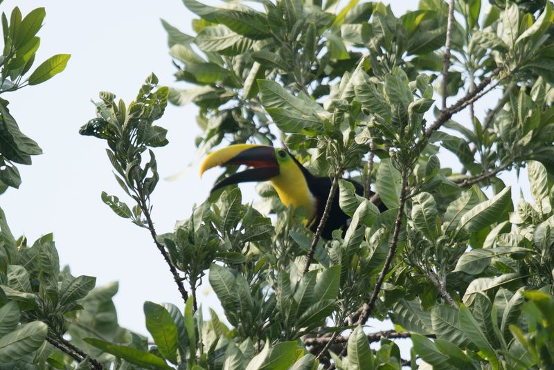 Panama and Costa Rica-41