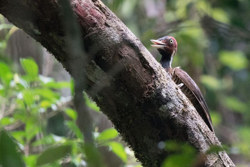 Panama and Costa Rica-41