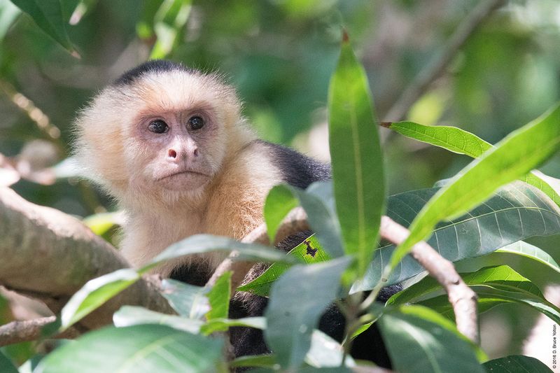 White-headed-Capuchin-Monkey-01
