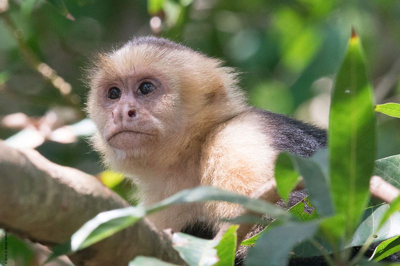 White-headed-Capuchin-Monkey-02