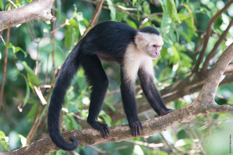 White-headed-Capuchin-Monkey-03