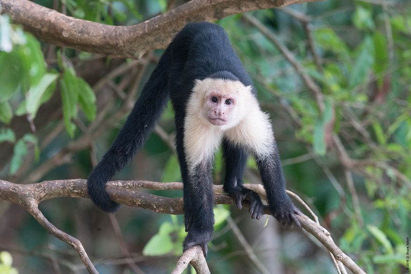 White-headed-Capuchin-Monkey-04