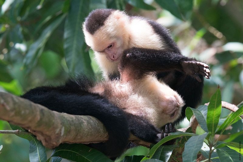 White-headed-Capuchin-Monkey-05