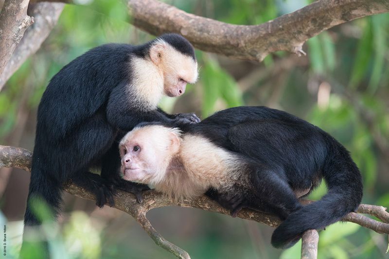 White-headed-Capuchin-Monkey-06