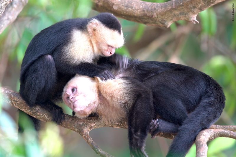 White-headed-Capuchin-Monkey-07