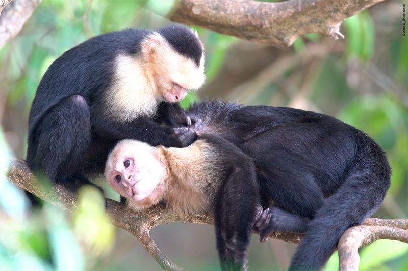 White-headed-Capuchin-Monkey-08