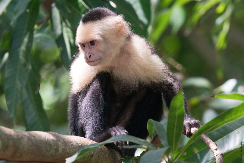 White-headed-Capuchin-Monkey-09