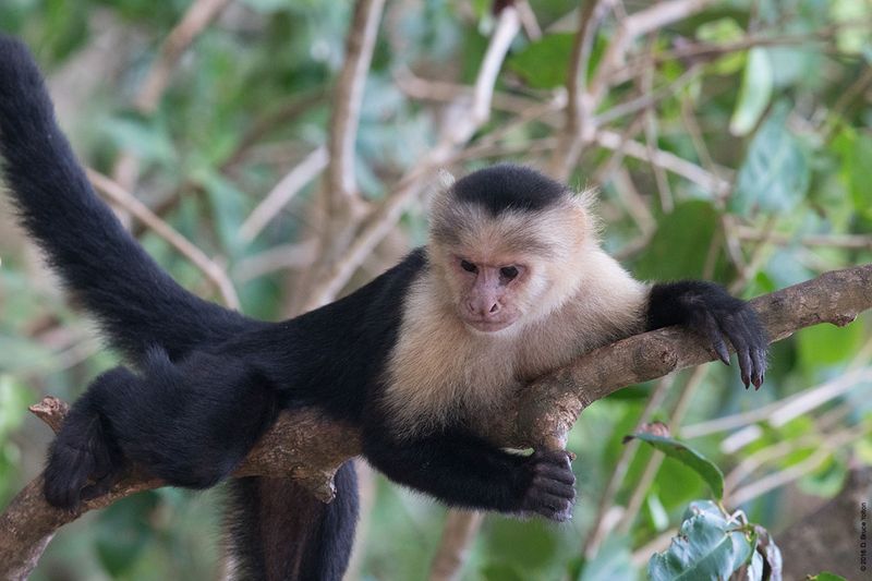 White-headed-Capuchin-Monkey-10