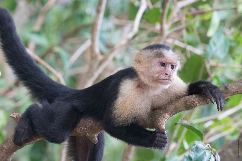 White-headed-Capuchin-Monkey-11