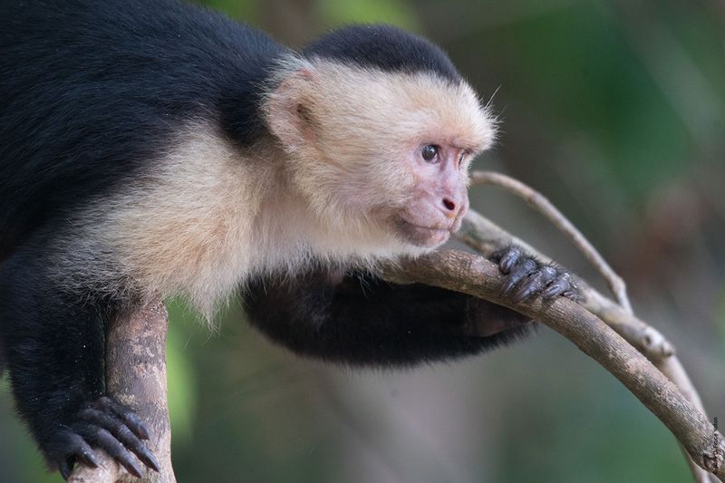 White-headed-Capuchin-Monkey-12