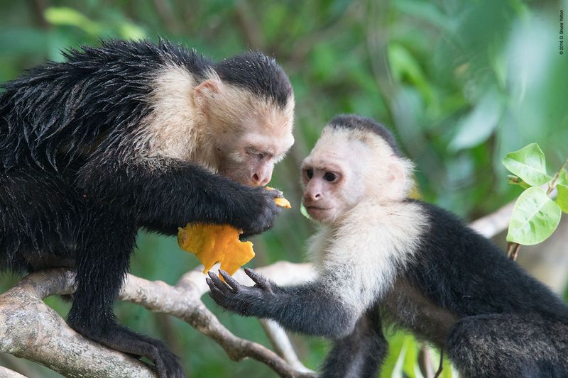 White-headed-Capuchin-Monkey-13