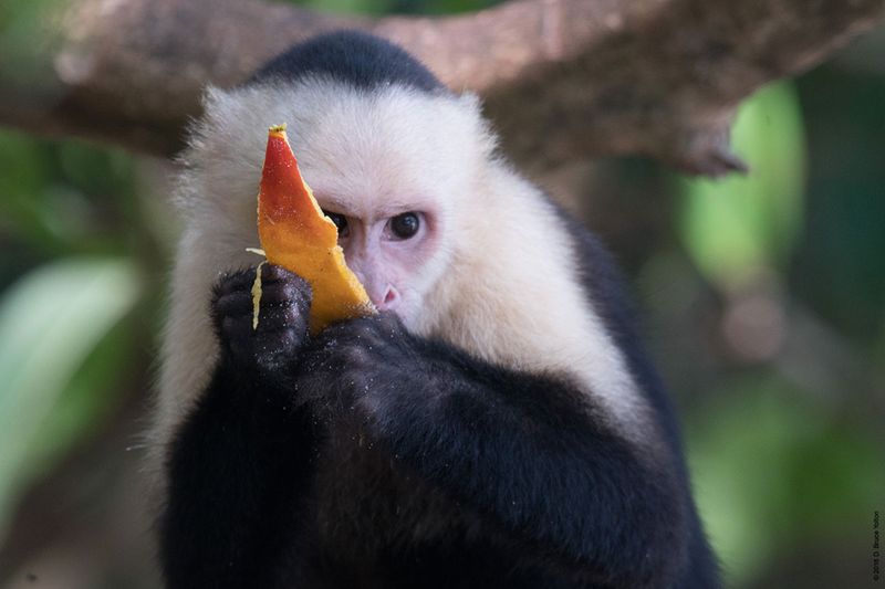 White-headed-Capuchin-Monkey-14
