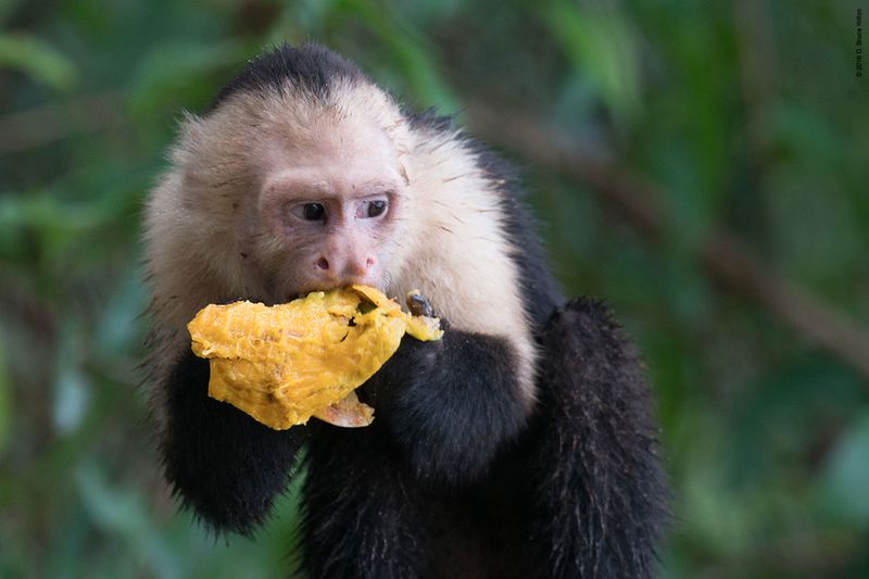 White-headed-Capuchin-Monkey-15