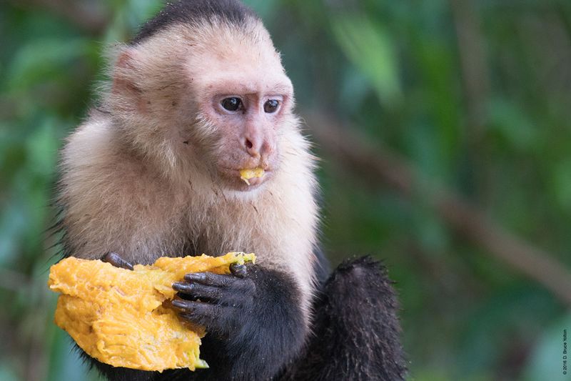 White-headed-Capuchin-Monkey-16