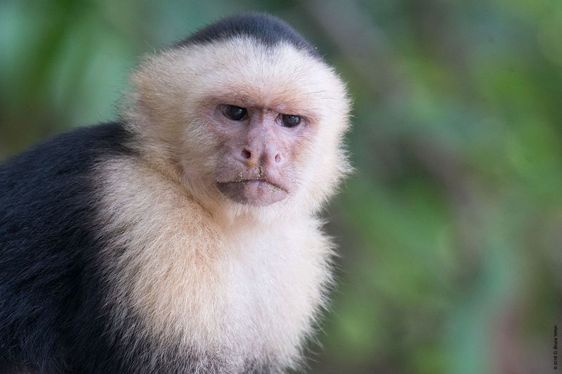 White-headed-Capuchin-Monkey-17