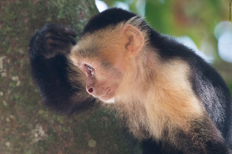 White-headed-Capuchin-Monkey-19