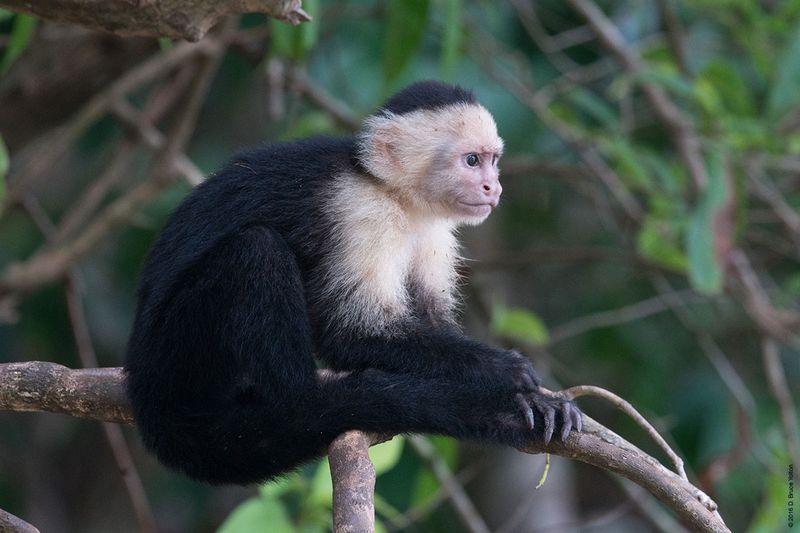 White-headed-Capuchin-Monkey-20