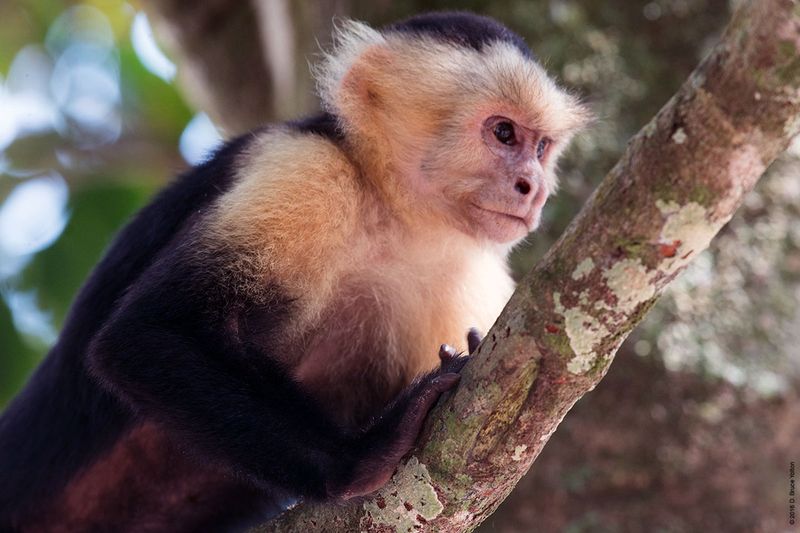 White-headed-Capuchin-Monkey-21