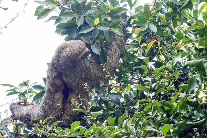 Three-toed-Sloth-02