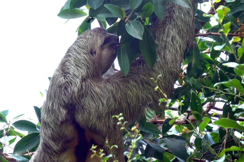 Three-toed-Sloth-03