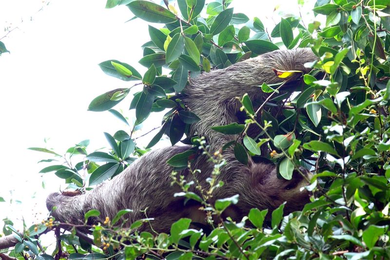 Three-toed-Sloth-04