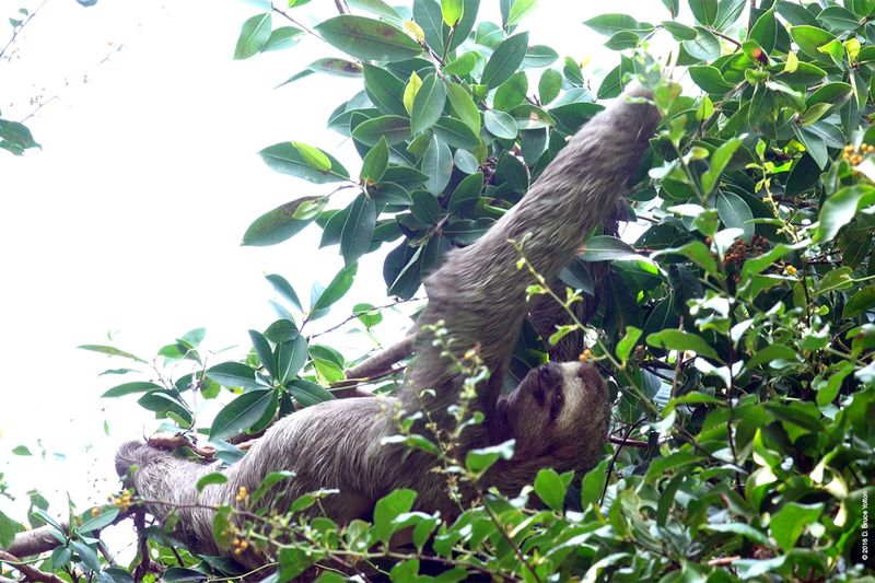 Three-toed-Sloth-05