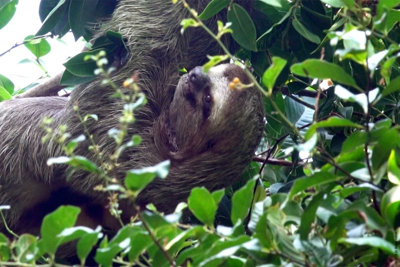 Three-toed-Sloth-06