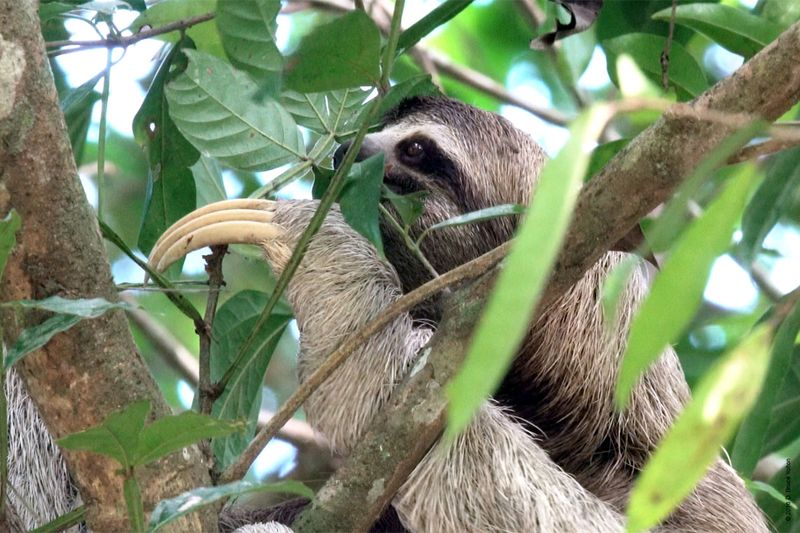 Three-toed-Sloth-07