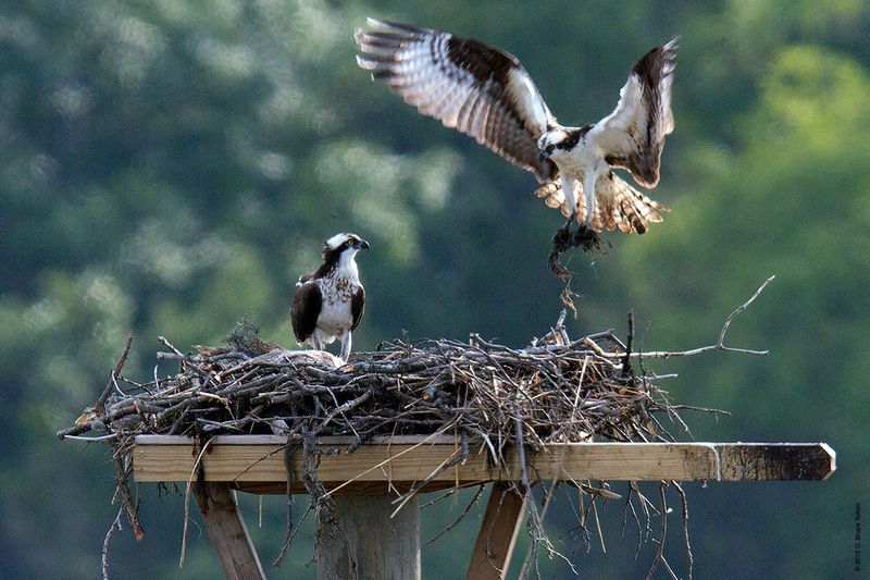 20150704OSPREY03