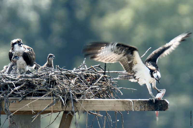 20150704OSPREY08