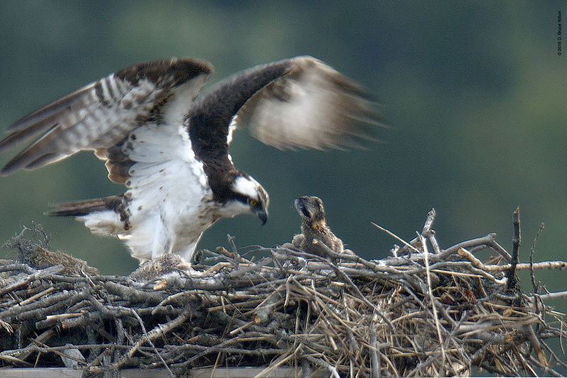 20150704OSPREY09