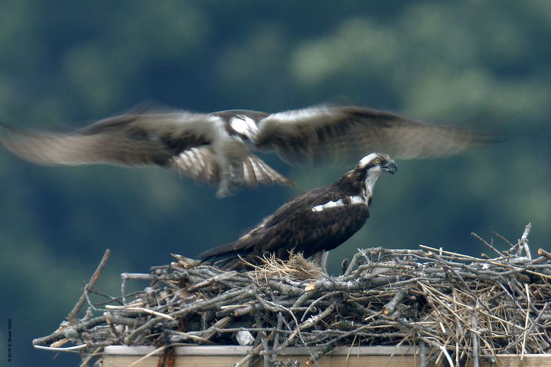 20150704OSPREY12