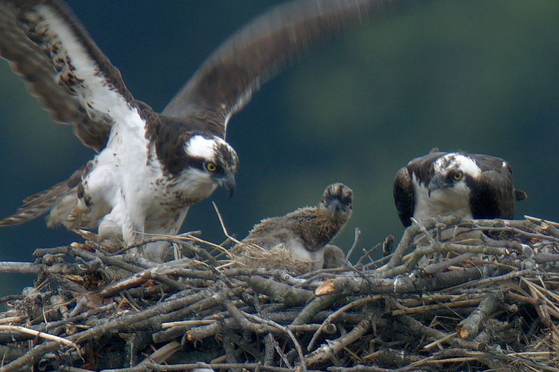 20150704OSPREY14