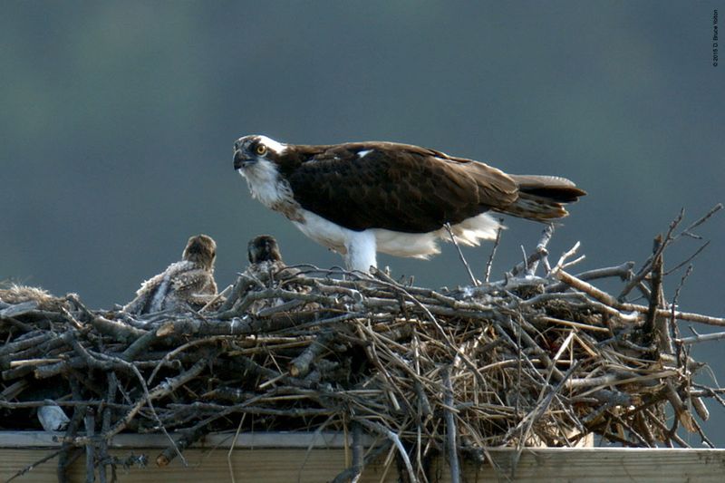 20150704OSPREY18